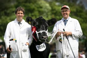 July 2017: Glympton Essie K452 takes Royal Welsh Show championship