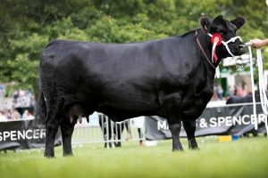 June 2017: Glympton Essie K452 takes Female and Reserve Overall Champion at the Summer National Show 